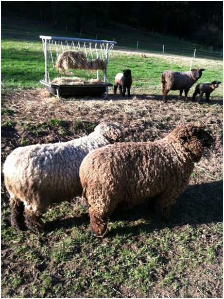 Sheep ranch